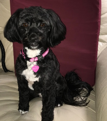 Entry image for KAIYA. Clicking this image will show a larger photo