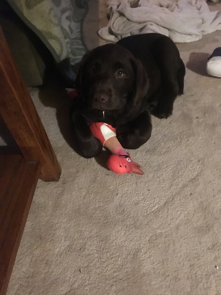 Entry image for Lady. Clicking this image will show a larger photo