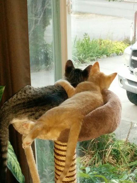 Entry image for Kiggy and Fila. Clicking this image will show a larger photo