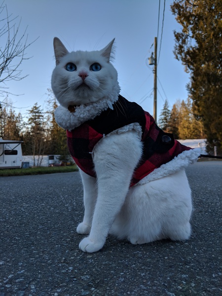 Entry image for Milly. Clicking this image will show a larger photo