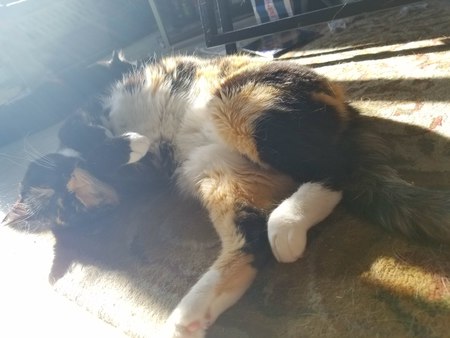 Entry image for Jinx . Clicking this image will show a larger photo