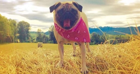 Entry image for Phoebe. Clicking this image will show a larger photo