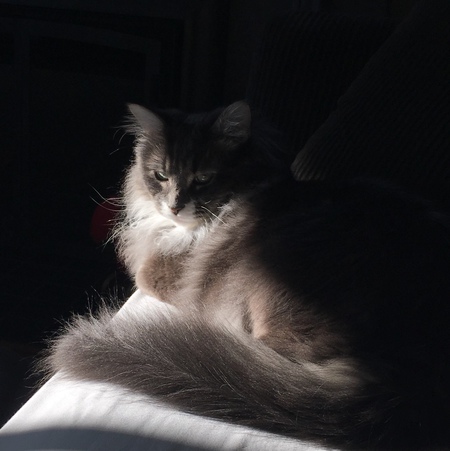 Entry image for Charlie. Clicking this image will show a larger photo