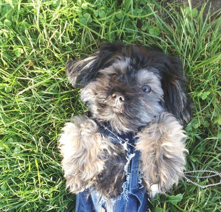 Entry image for Oscar. Clicking this image will show a larger photo