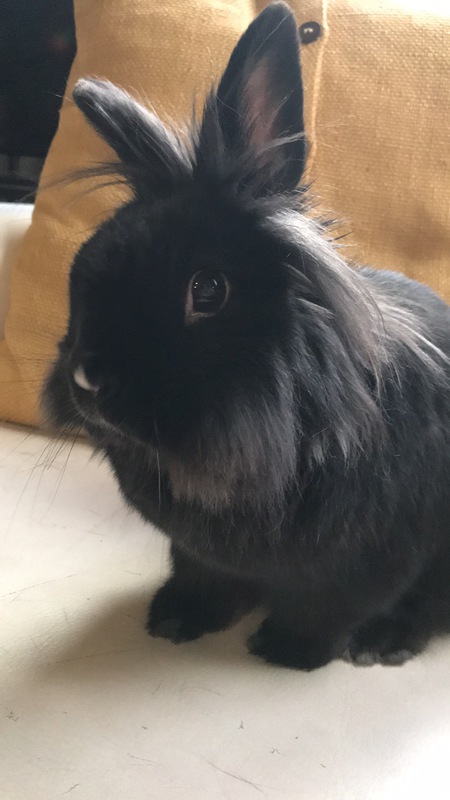 Entry image for Chilla. Clicking this image will show a larger photo