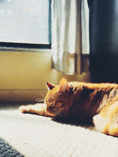 Entry image for Clementine. Clicking this image will show a larger photo