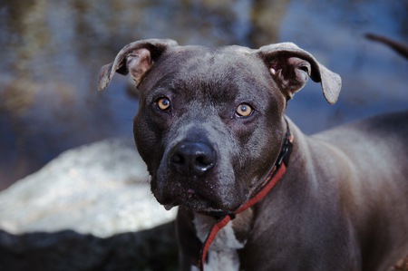 Entry image for Bentley . Clicking this image will show a larger photo