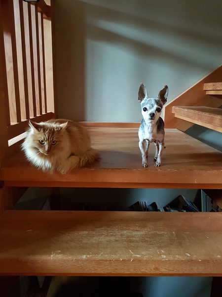 Entry image for Malevolo and Thumper. Clicking this image will show a larger photo