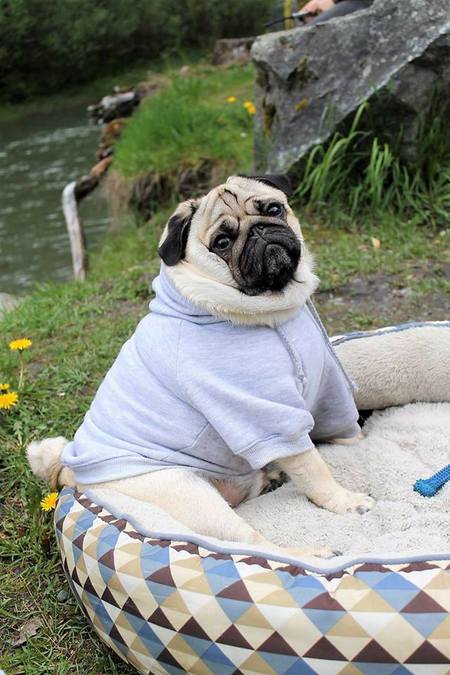 Entry image for Rogie. Clicking this image will show a larger photo