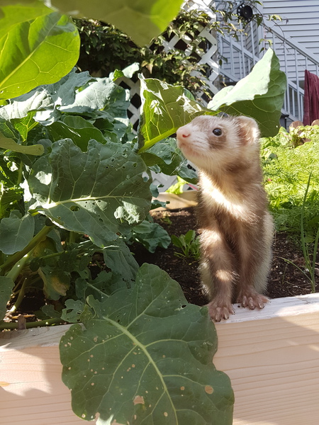 Entry image for Jujube . Clicking this image will show a larger photo