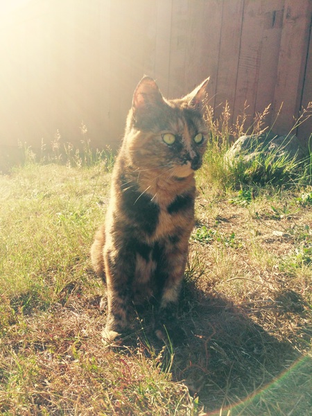 Entry image for Pepperoni. Clicking this image will show a larger photo