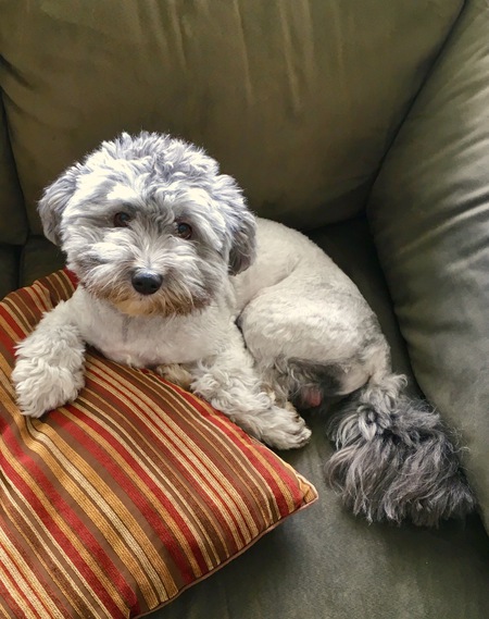 Entry image for Jett. Clicking this image will show a larger photo