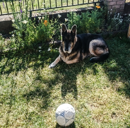 Entry image for Einstein. Clicking this image will show a larger photo