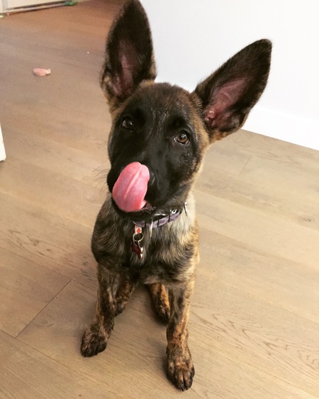 Entry image for Foxy. Clicking this image will show a larger photo