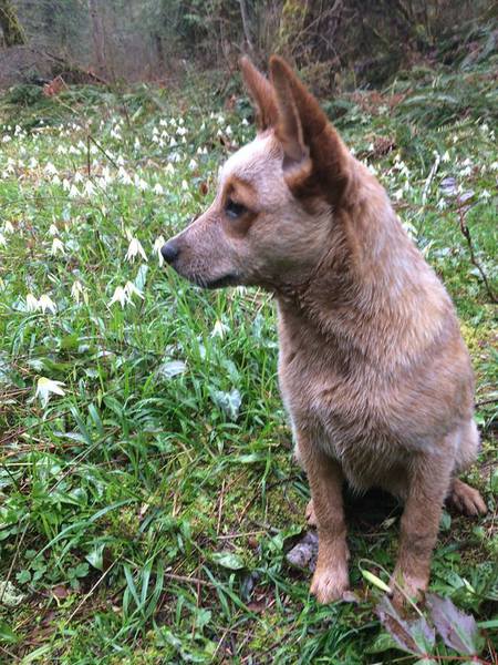 Entry image for Penny. Clicking this image will show a larger photo