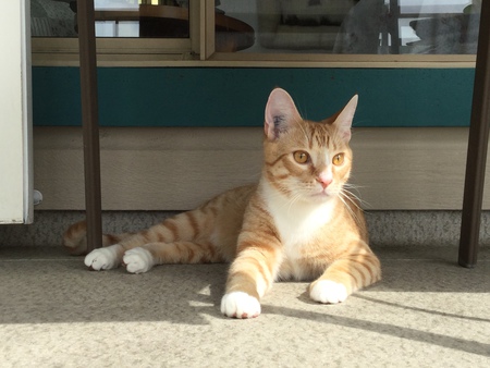 Entry image for George. Clicking this image will show a larger photo