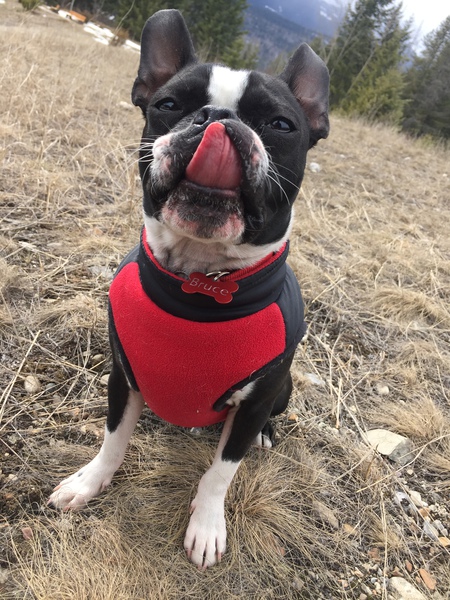 Entry image for Bruce. Clicking this image will show a larger photo