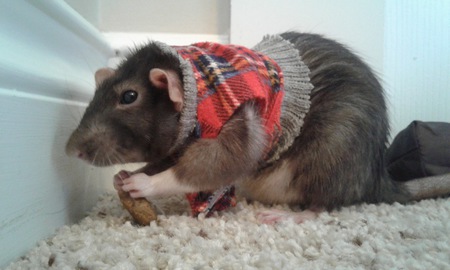 Entry image for Ratsy. Clicking this image will show a larger photo