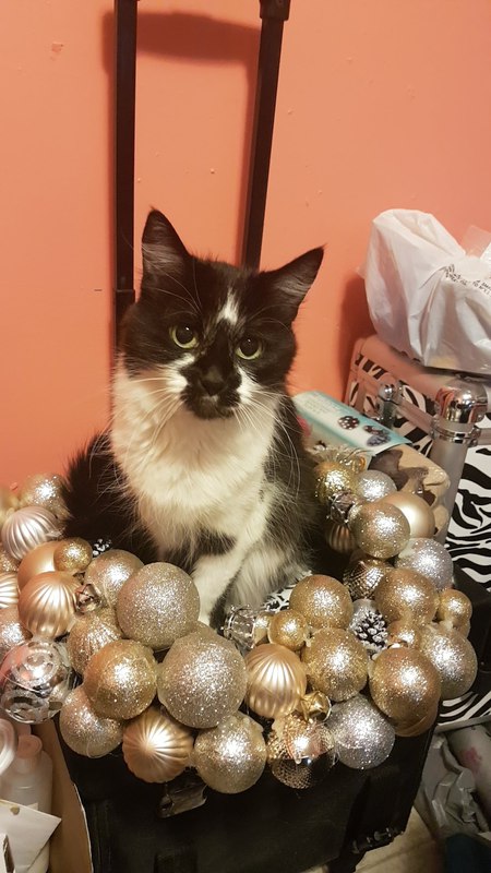 Entry image for Bully. Clicking this image will show a larger photo