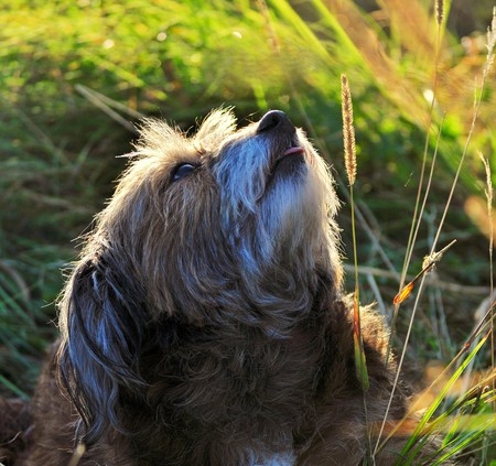 Entry image for Minnie. Clicking this image will show a larger photo