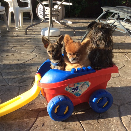 Entry image for Izzy Hopie & Freebea. Clicking this image will show a larger photo