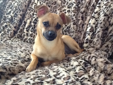 Entry image for Chewie. Clicking this image will show a larger photo