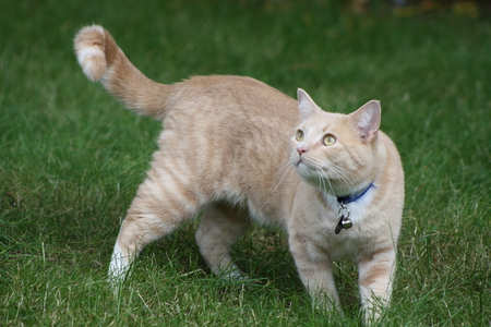 Entry image for Bugsy. Clicking this image will show a larger photo