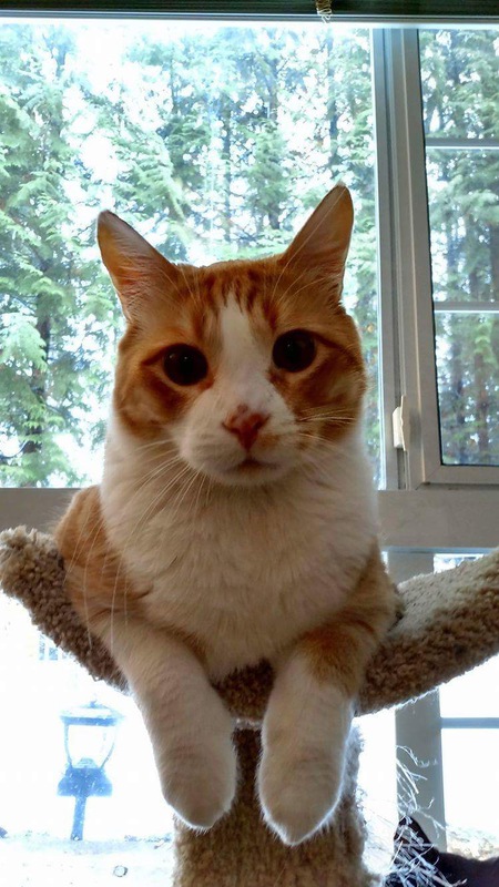 Entry image for Ziggy. Clicking this image will show a larger photo