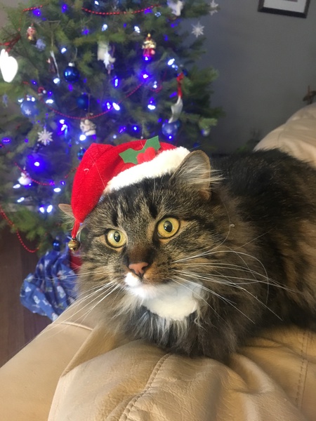 Entry image for Asterix. Clicking this image will show a larger photo