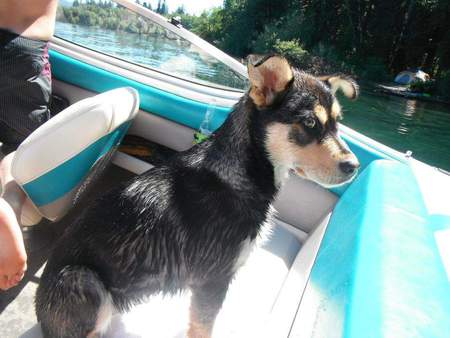 Entry image for Stella. Clicking this image will show a larger photo