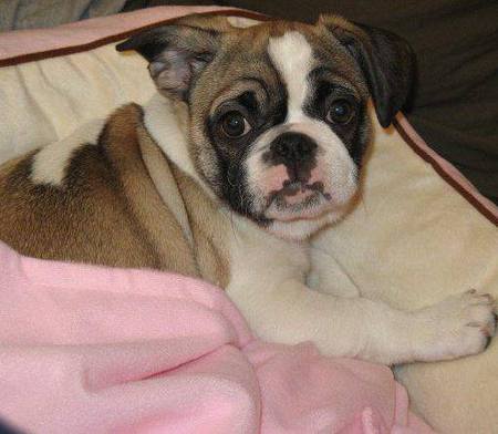 Entry image for Lola. Clicking this image will show a larger photo