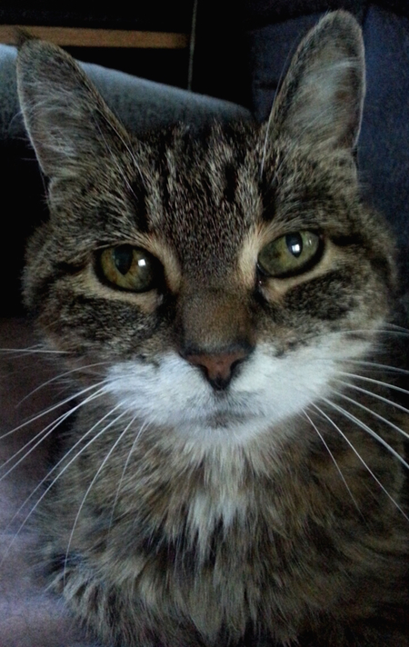 Entry image for Oscar. Clicking this image will show a larger photo