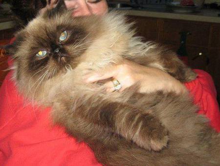 Entry image for Bentley. Clicking this image will show a larger photo