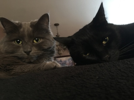 Entry image for Lala and Lucky. Clicking this image will show a larger photo