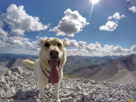 Entry image for Kobi. Clicking this image will show a larger photo