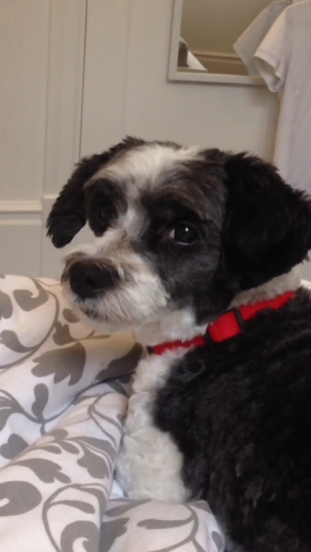 Entry image for Maxwell Smart. Clicking this image will show a larger photo