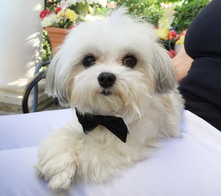 Entry image for Peanut. Clicking this image will show a larger photo