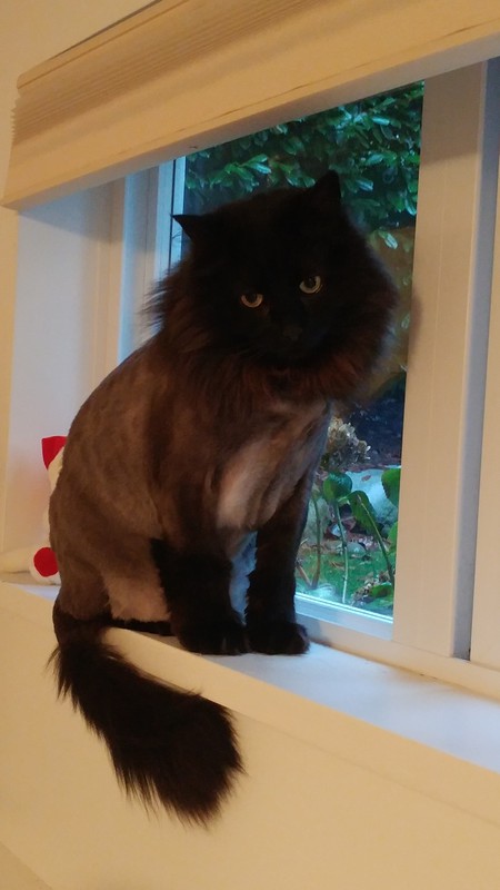 Entry image for Harvey. Clicking this image will show a larger photo