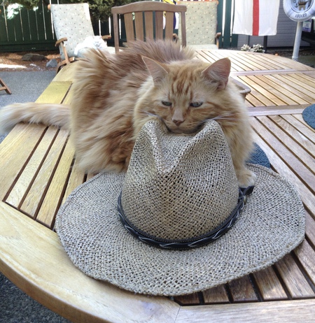 Entry image for Baxter. Clicking this image will show a larger photo