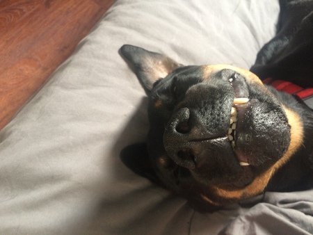 Entry image for Bear. Clicking this image will show a larger photo