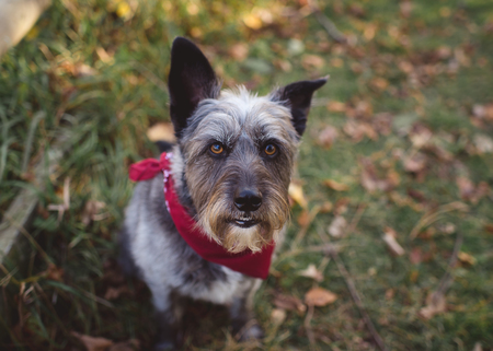 Entry image for Amos. Clicking this image will show a larger photo