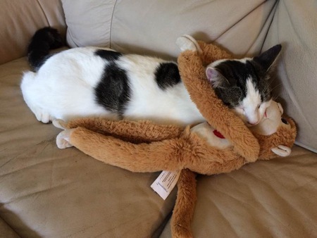 Entry image for Maximus. Clicking this image will show a larger photo