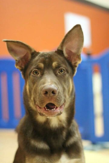 Entry image for Rahzar . Clicking this image will show a larger photo