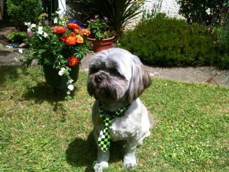 Entry image for Harley. Clicking this image will show a larger photo