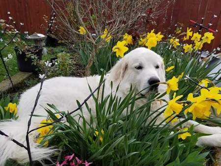 Entry image for Zeus. Clicking this image will show a larger photo