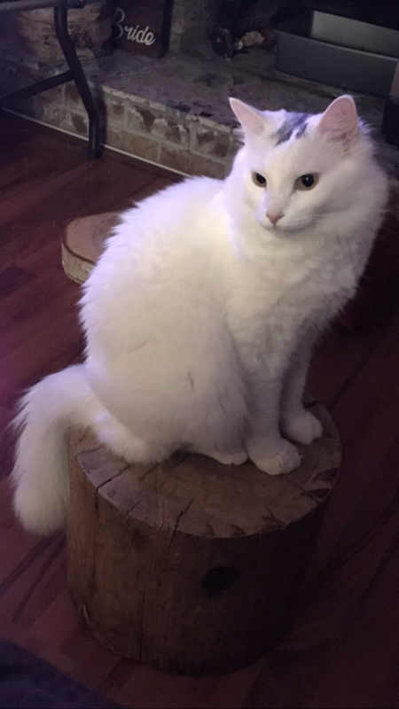 Entry image for Prince Charming . Clicking this image will show a larger photo