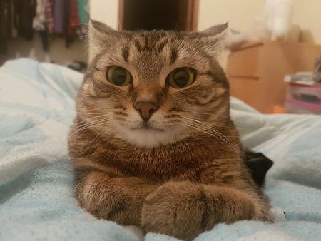 Entry image for Strudel. Clicking this image will show a larger photo