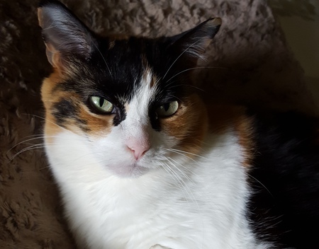 Entry image for Purrcilla. Clicking this image will show a larger photo