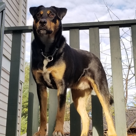 Entry image for Olimar. Clicking this image will show a larger photo