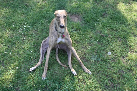 Entry image for Livvie. Clicking this image will show a larger photo